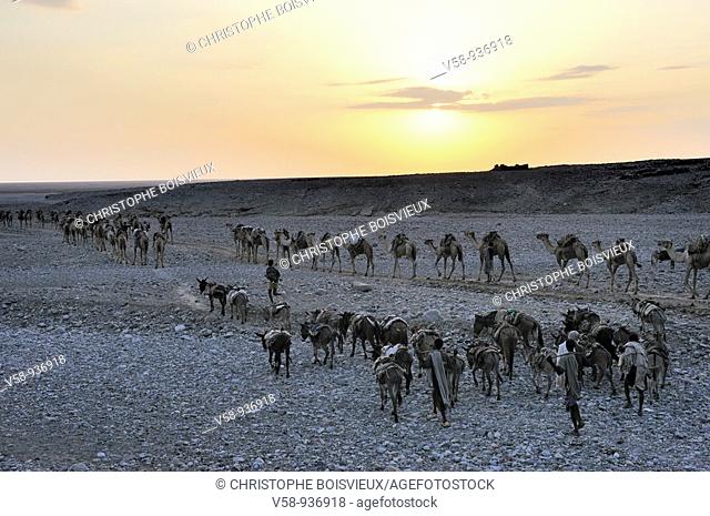 Morning departure of the salt caravans. Ahmedila. Afar region. Ethiopia
