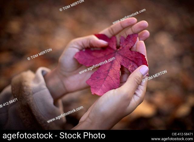 Close up woman cupping red autumn leaf