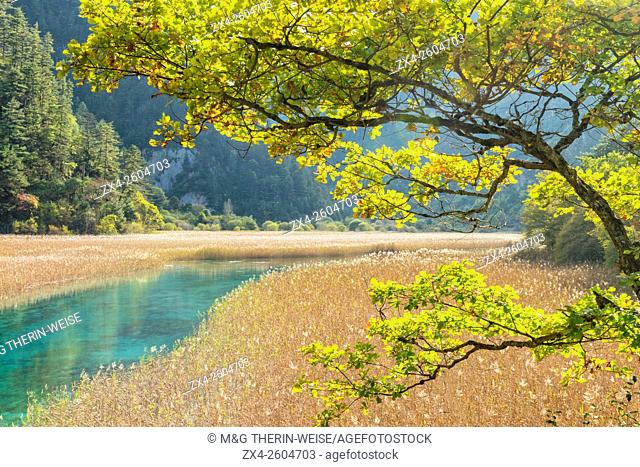 Reed Lake, Jiuzhaigou National Park, Sichuan Province, China, Unesco World Heritage Site