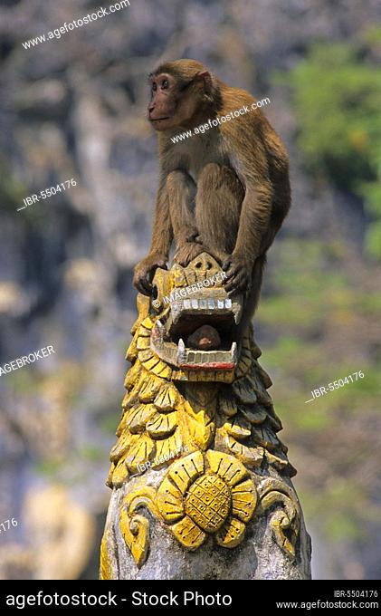 Assamese assam macaque (Macaca assamensis) Young man on temple statue, Mae Sai, Thailand, Asia