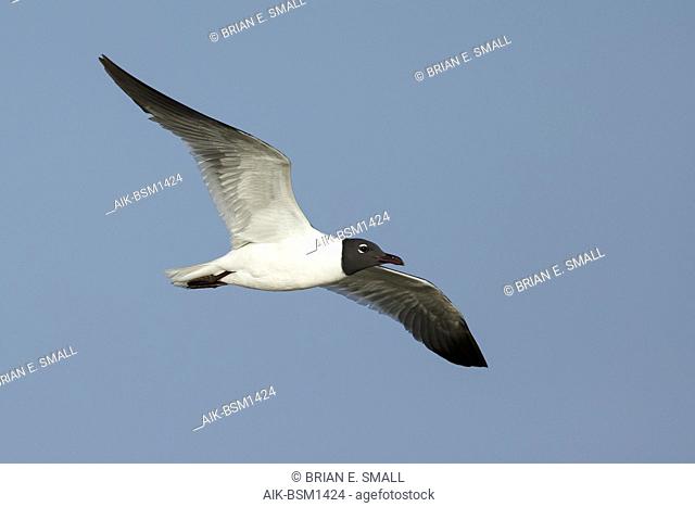 Adult Laughing Gull (Larus atricilla) in breeding plumage in Galveston County, Texas, USA. In flight