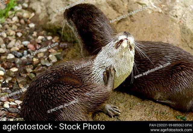31 May 2023, Mecklenburg-Western Pomerania, Rostock: Two otters wait to be fed at Rostock Zoo. For World Otter Day, they receive an ice cream cake with fish and...