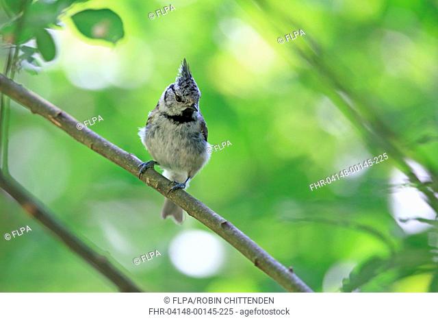 Crested Tit (Lophophanes cristatus mitratus) adult, perched on twig, Muntenia, Romania, July
