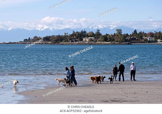 Dog walkers on Cadboro Bay beach, Victoria, British Columbia, Canada