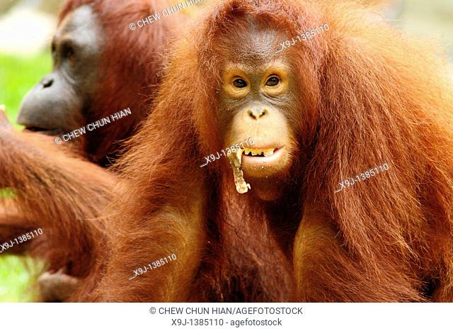 Orangutans. Semengoh Wildlife Centre, Sarawak, Malaysia