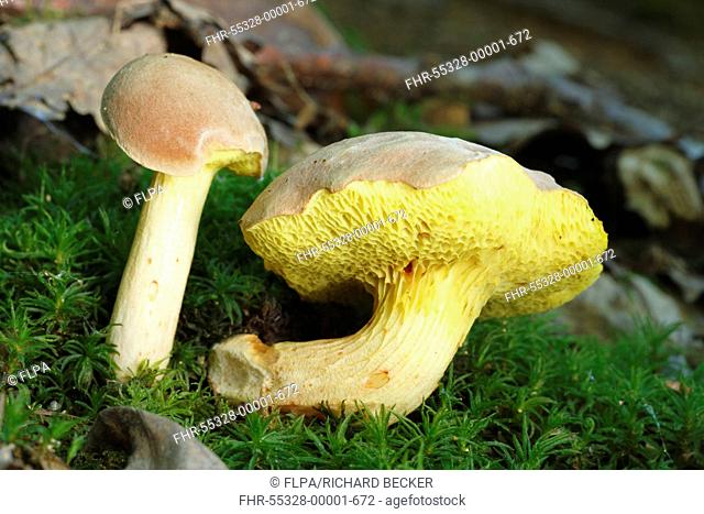 Iodine Bolete Boletus impolitus two fruiting bodies, partially eaten by slugs, growing in oak woodland, Powys, Wales, august