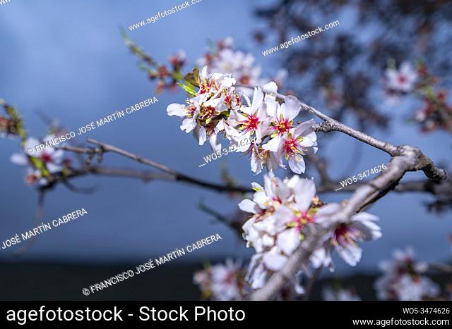 Almond blossom, the most premium image you will find, spectacular flowers, always in February the almond blossom gives us spectacular images