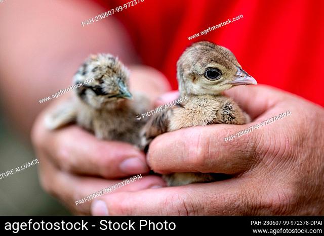 07 June 2023, Berlin: A staff member on Peacock Island holds pheasant (l) and peacock chicks hatched the night before. Photo: Fabian Sommer/dpa