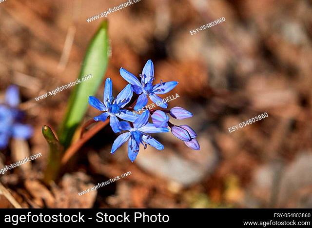 Scilla flowers native to the Bukk mountains in Hungary