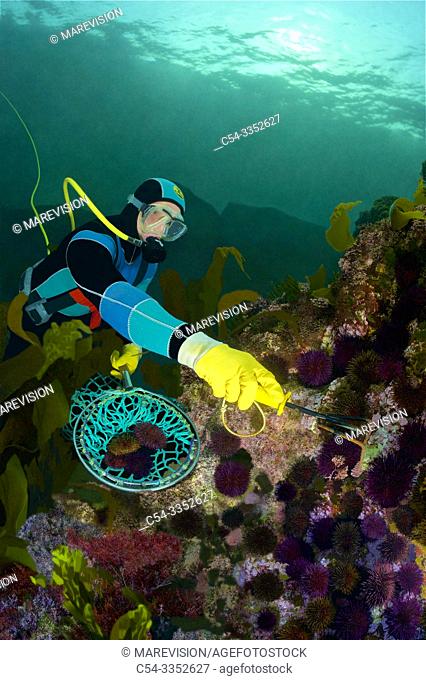 Professional diver capturing sea urchins. Purple sea urchin. Black sea urchin (Paracentrotus lividus). Eastern Atlantic. Galicia. Spain. Europe