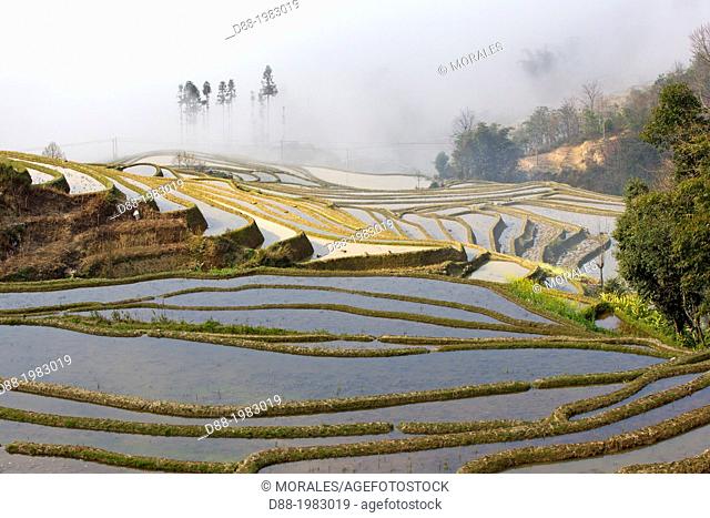 China , Yunnan province , Hani people, Yuanyang , Quanfuzhuang village, rice terraces ,