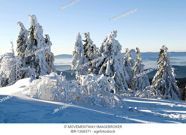 Snow-covered pine trees on the summit plateau of the Grosser Arber, Bavarian Forest Nature Park, Bavaria, Germany, Europe