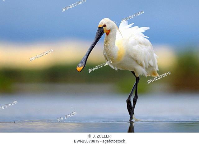 white spoonbill (Platalea leucorodia), on the feed in shallow water, Hungary
