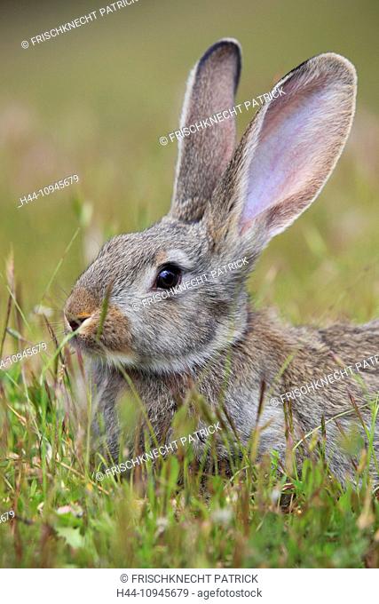 Andalusia, rabbit, bunny, rodent, rodent, ears, Oryctolagus cuniculus, portrait, province Jaén, Santa Elena, Sierra Morena, Spain, Europe, mammal, animal