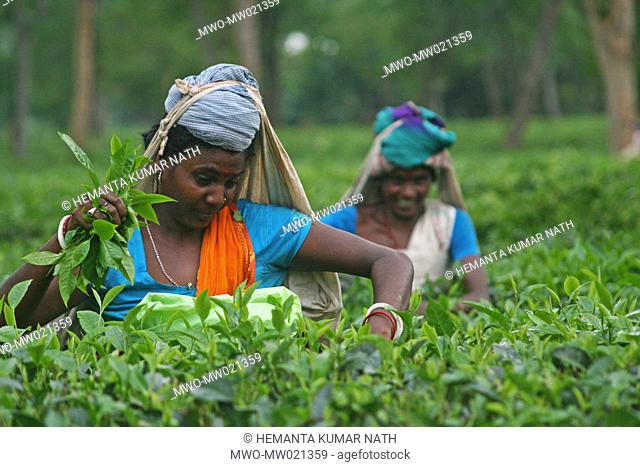 Women picking tea leaves at a plantation in Kondoli, in Assam, India India is one of the major tea producing countries in the world October 10, 2009