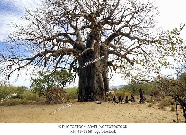 Africa, Tanzania, Lake Eyasi National Park Baobab tree