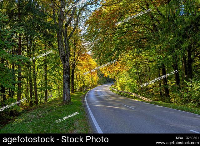 Country road through beech forest in autumn, near Weilheim, Upper Bavaria, Bavaria, Germany, Europe