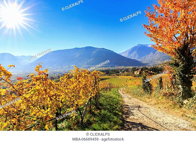 A oad between vineyards leads to Ramez Castle. Ramez Castle, Merano, Val Venosta, Alto Adige/Sudtirol, Italy, Europe