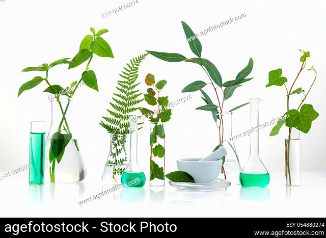 Cosmetic laboratory experiment and research with leaf, oil and ingredient. Extract for natural beauty and organic skincare product package, bio science concept