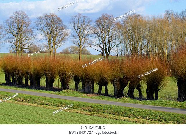 White willow (Salix alba), row of pollarded willows on a roadside, Germany, North Rhine-Westphalia, Muensterland