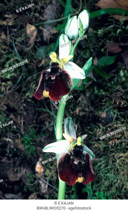 Chesterman's ophrys Ophrys chestermanii, Ophrys holosericea ssp. Chestermanii, Ophrys holoserica ssp. chestermanii, inflorescence, blooming, Italy, Sardegna