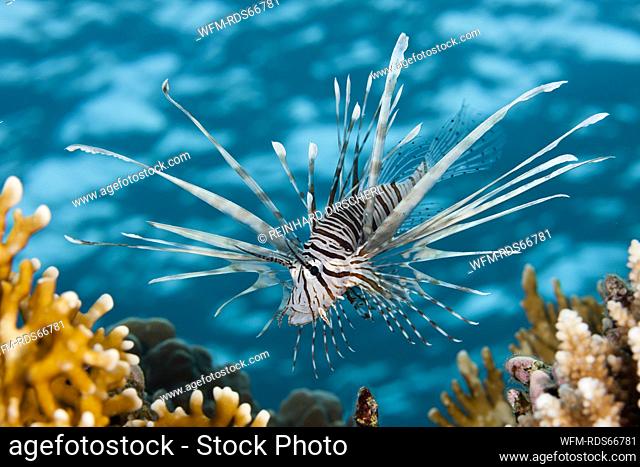 Indian Lionfish, Pterois miles, Brother Islands, Red Sea, Egypt