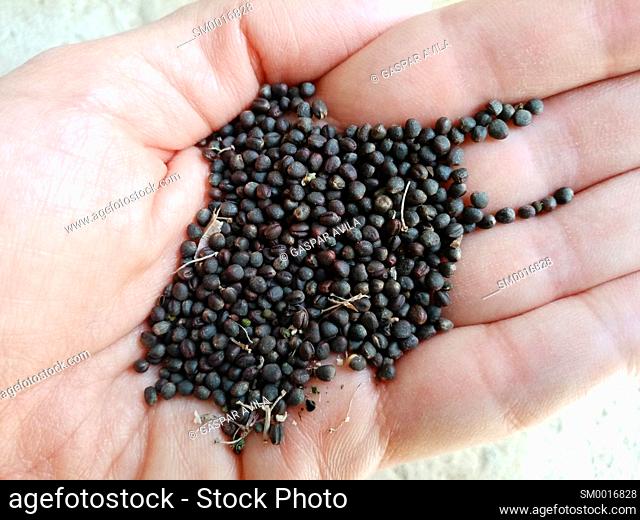 Close-up of collard seeds in hand