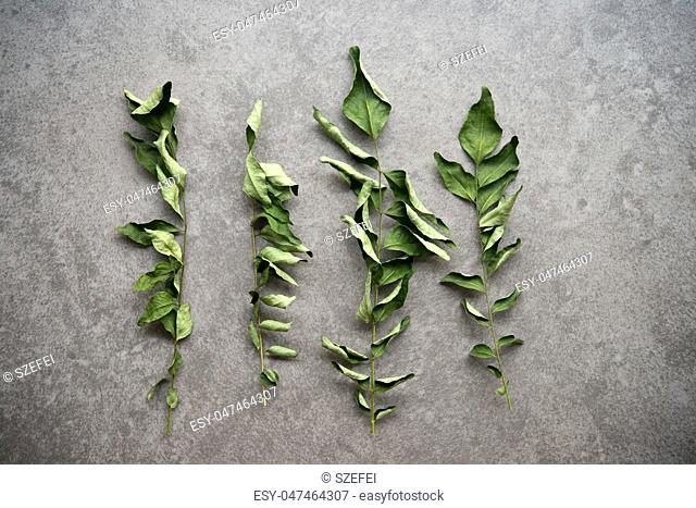 Dried curry leaves over dark background. Top view