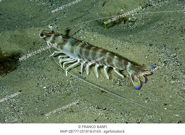 Caramote prawn (Penaeus kerathurus) Larvotto Marine Reserve, Monaco, Mediterranean Sea Mission: Larvotto marine Reserve
