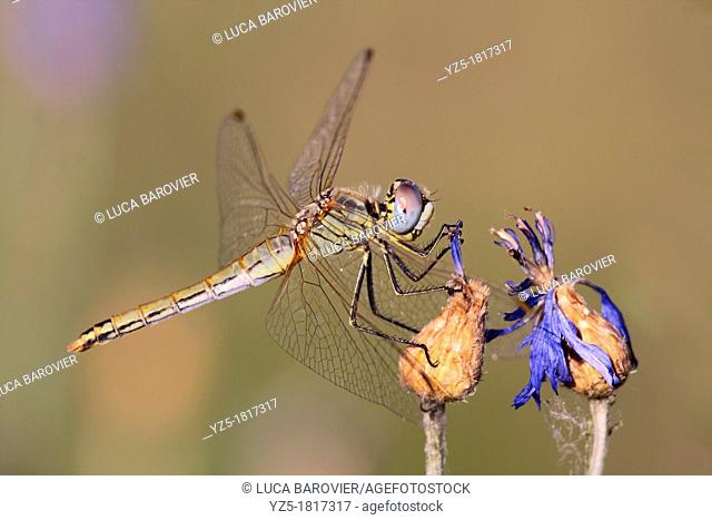 Dragonfly, Crocothemis erythraea, female - Italy