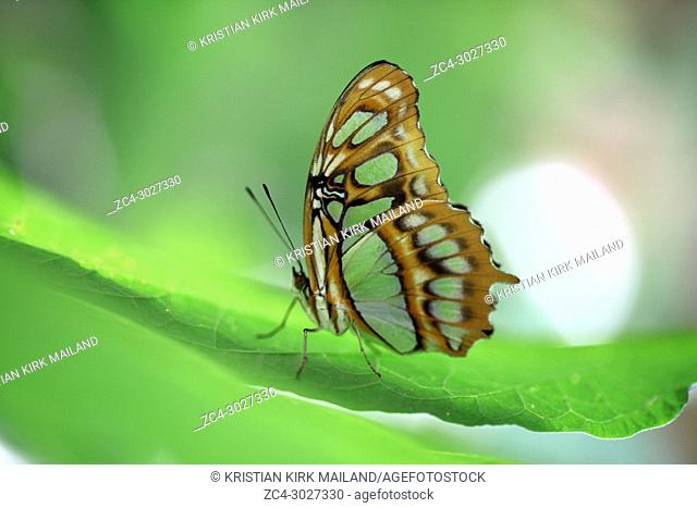 The Siproeta Stelenes butterfly, Costa Rica
