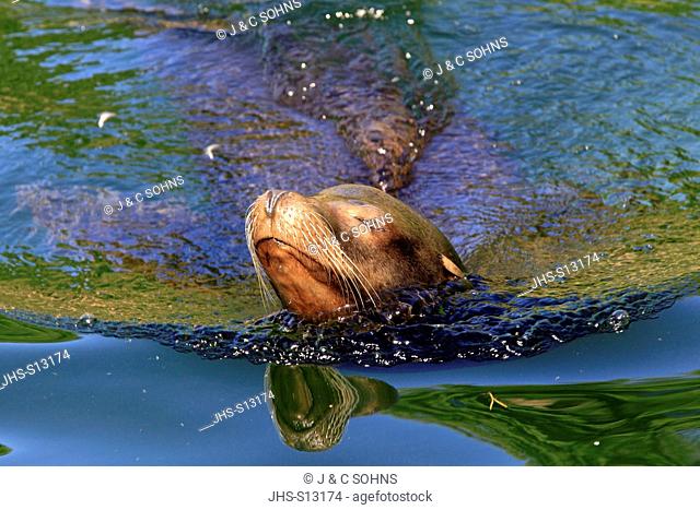 Californian Sea Lion, Zalophus californianus, North America, adult female in water