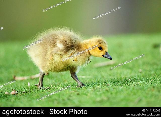 canada goose (branta canadensis), chick in a meadow, franconia, bavaria, germany