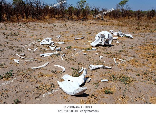 elephant bones in Okavango delta landscape