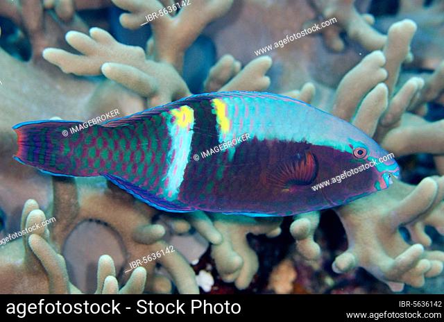 Parrotfish (Scaridae), Parrotfish, Parrotfish, yellowbar parrotfish (Scarus schlegeli), Other animals, Fish, Animals, Yellowbar Parrotfish