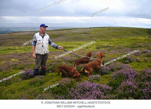 SCOTLAND Glenalmond Estate -- 11 Aug 2014 -- Counting the grouse for the Glorious Twelfth. . . Pat Reape, 47, from County Mayo