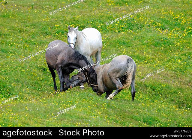 Horses on alpine pasture, Austria