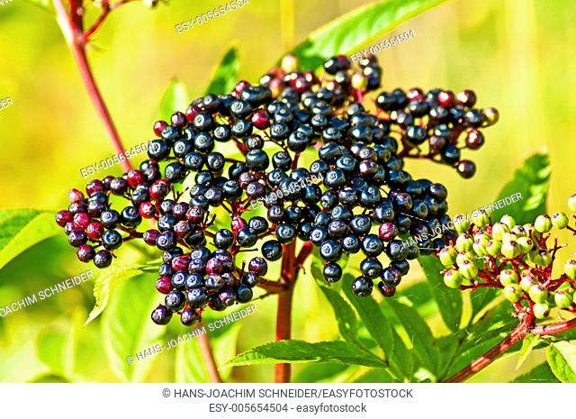 elder berries in Germany