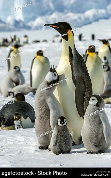 An adult Emperor penguin (Aptenodytes forsteri) with chick at the Emperor penguin colony on the sea ice at Snow Hill Island in the Weddell Sea in Antarctica