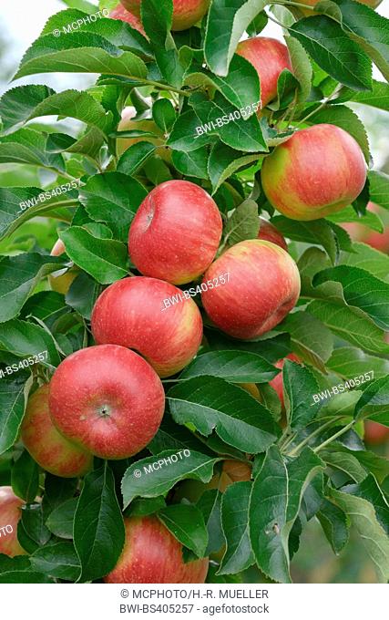 apple tree (Malus domestica 'Sonate', Malus domestica Sonate), aplles on a tree, cultivar Sonate, Germany