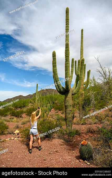 Female nature lover photographing the saguaro cactus (Carnegiea gigantea) with her mobile phone camera in Saguaro National Park, Arizona, USA