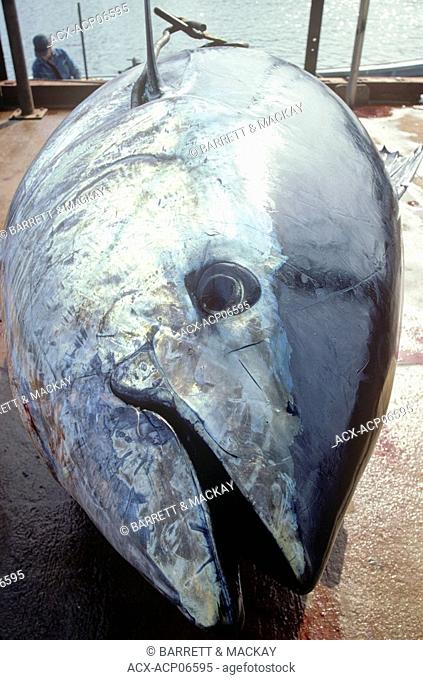 Bluefin Tuna Thunnus thynnus, North Lake, Prince Edward Island, Canada