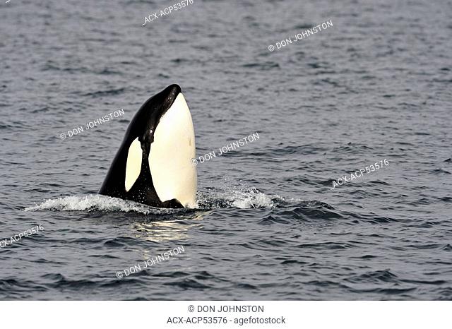 Killer whale Orcinus orca Transient pod hunting along the Inside Passage coastline, Johnstone Strait, Vancouver Island, British Columbia, Canada