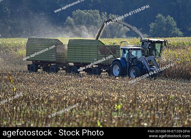 08 October 2020, Brandenburg, Pinnow: A farmer harvests a maize field in the Spree-Neisse district. Only a few hundred metres away