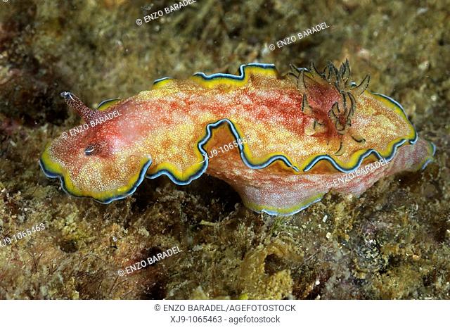 Highlights of nudibranch Chromodoris photographed in coral reefs of the sea in Malaysia