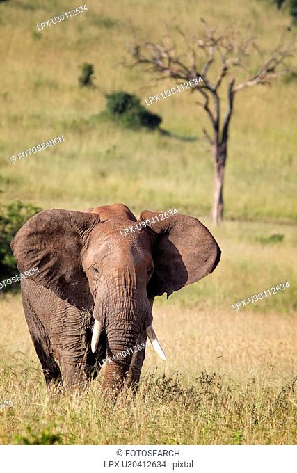 Single adult elephant standing in long grass with dead tree and grassy hillside beyond, Maasai Mara, Kenya