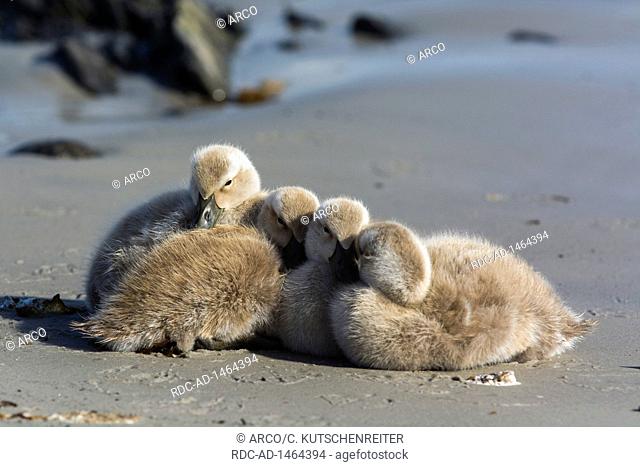 Carcass Island, Falkland Islands, United Kingdom, Upland goose, Magellan goose, goslings, Chloephaga picta