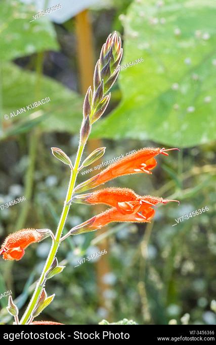 Autumn Sage / Salvia squalens