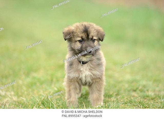 Mixed breed dog puppy in a garden