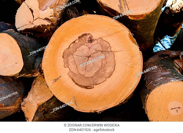 Bäume in einem Wald wurden bei Holz Arbeiten umgeschnitten. Natürliches, energiefreundliches und nachhaltiges heizen